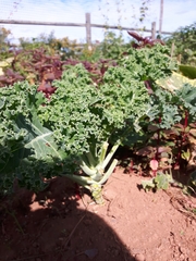 Brassica oleracea acephala