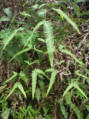 Sticherus owhyhensis