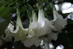 Brugmansia arborea