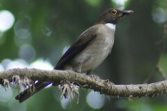 Turdus assimilis