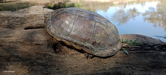 Kinosternon scorpioides