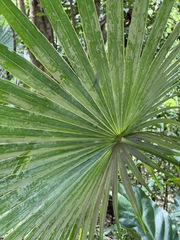Coccothrinax alta