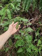 Sticherus owhyhensis