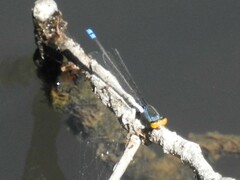 Pseudagrion rubriceps
