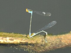Pseudagrion rubriceps