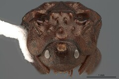 Callophilharmostes
