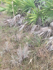Andropogon capillipes