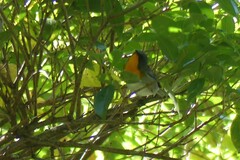 Oreothlypis gutturalis