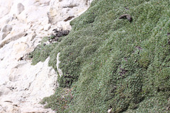Petrophytum caespitosum caespitosum
