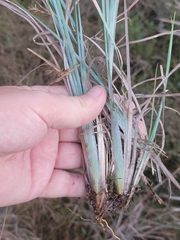 Andropogon capillipes