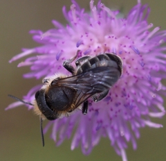 Osmia melanogaster