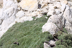 Petrophytum caespitosum caespitosum