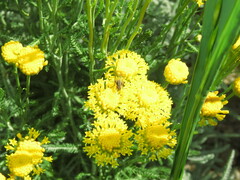 Santolina chamaecyparissus
