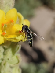 Austroscaeva melanostoma