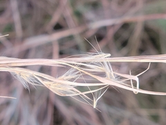 Andropogon capillipes