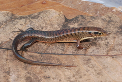 Sphenomorphus jobiensis