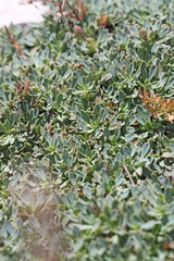 Petrophytum caespitosum caespitosum