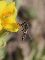 Austroscaeva melanostoma