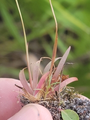 Xyris flabelliformis