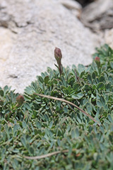 Petrophytum caespitosum caespitosum