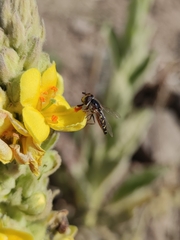 Austroscaeva melanostoma