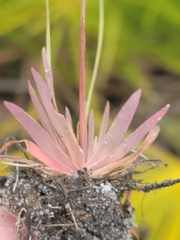 Xyris flabelliformis