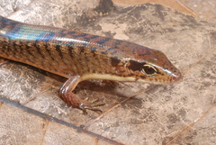 Sphenomorphus jobiensis