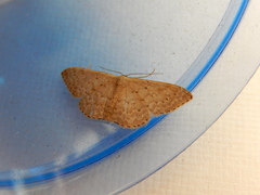 Idaea eretmopus