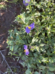 Solanum parishii
