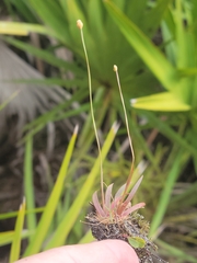 Xyris flabelliformis