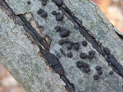 Annulohypoxylon annulatum