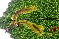 Coptotriche marginea