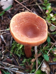 Laccaria proxima