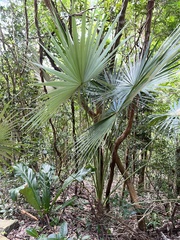 Coccothrinax alta