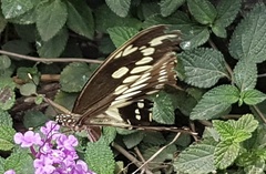 Papilio constantinus