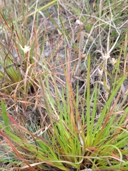 Burmannia capitata