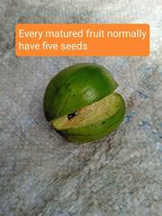 Aquilaria