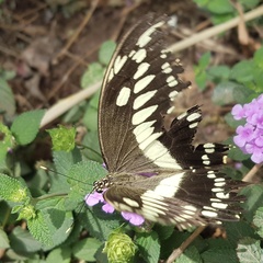 Papilio constantinus