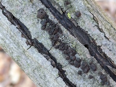 Annulohypoxylon annulatum