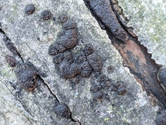 Annulohypoxylon annulatum