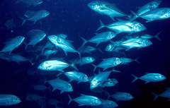 Caranx sexfasciatus