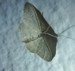 Idaea