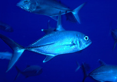 Caranx sexfasciatus
