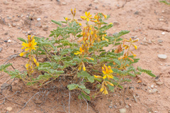 Hoffmannseggia repens