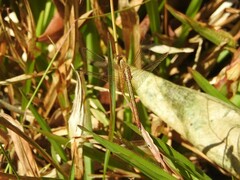 Neurothemis intermedia