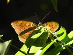 Tanaecia