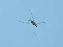 Cylindrostethus