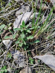 Erysimum cuspidatum