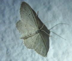 Idaea