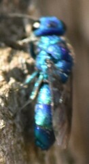 Chrysis indigotea